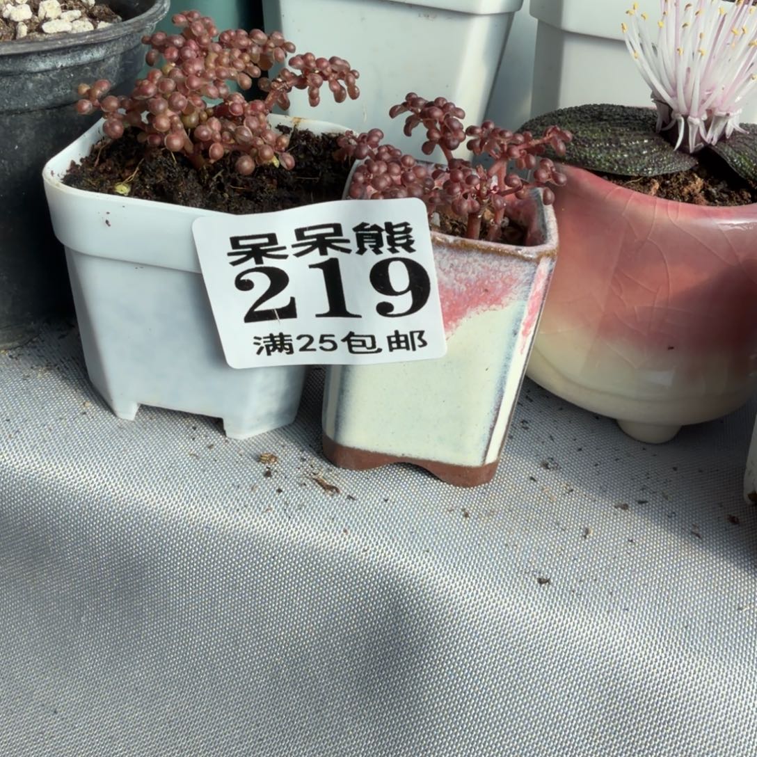 ****鱼闪电购卉园枝干番杏219