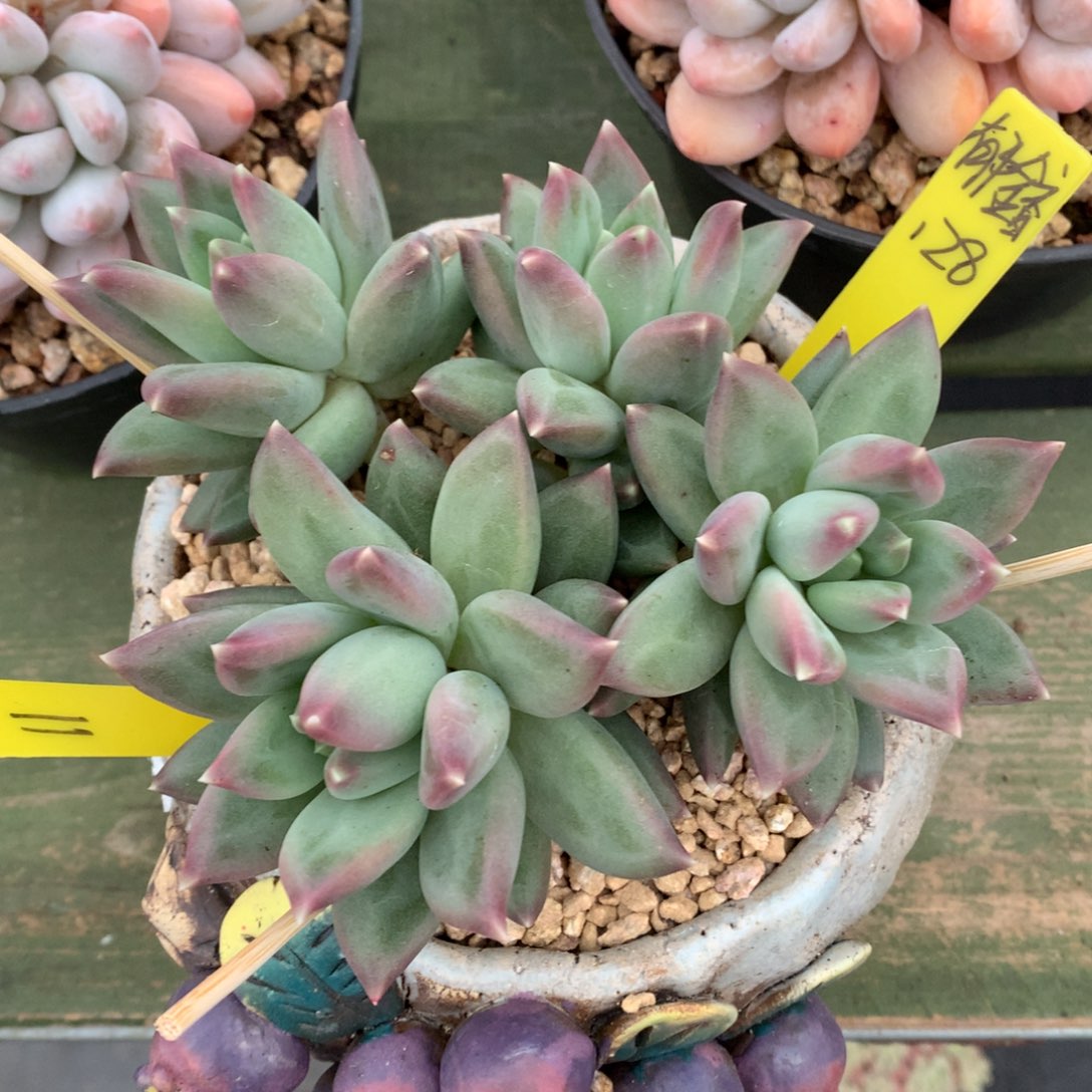 郁金香 多头 一颗  