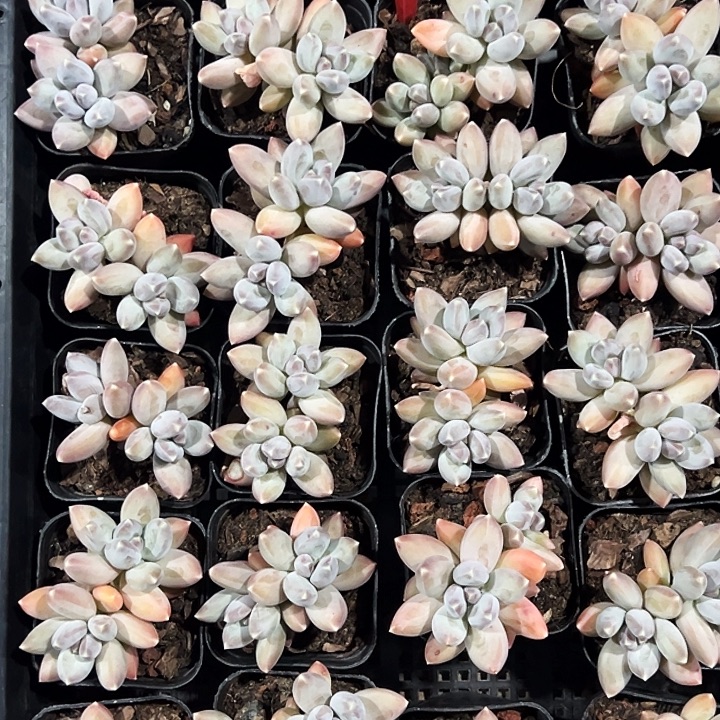 双头松果美人。  福利多多