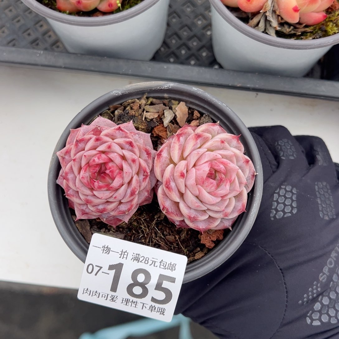 天鹅绒不包整多肉多肉多肉多肉