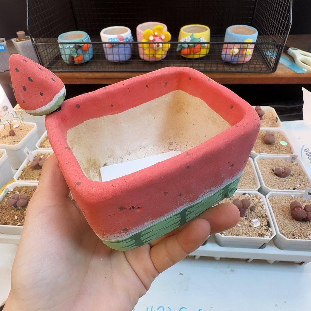 多肉植物福利肉锥