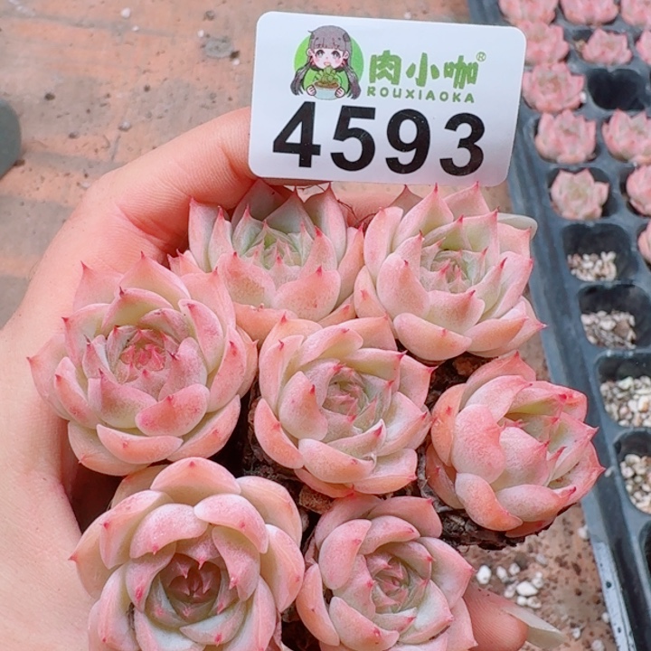 多肉植物多肉植物