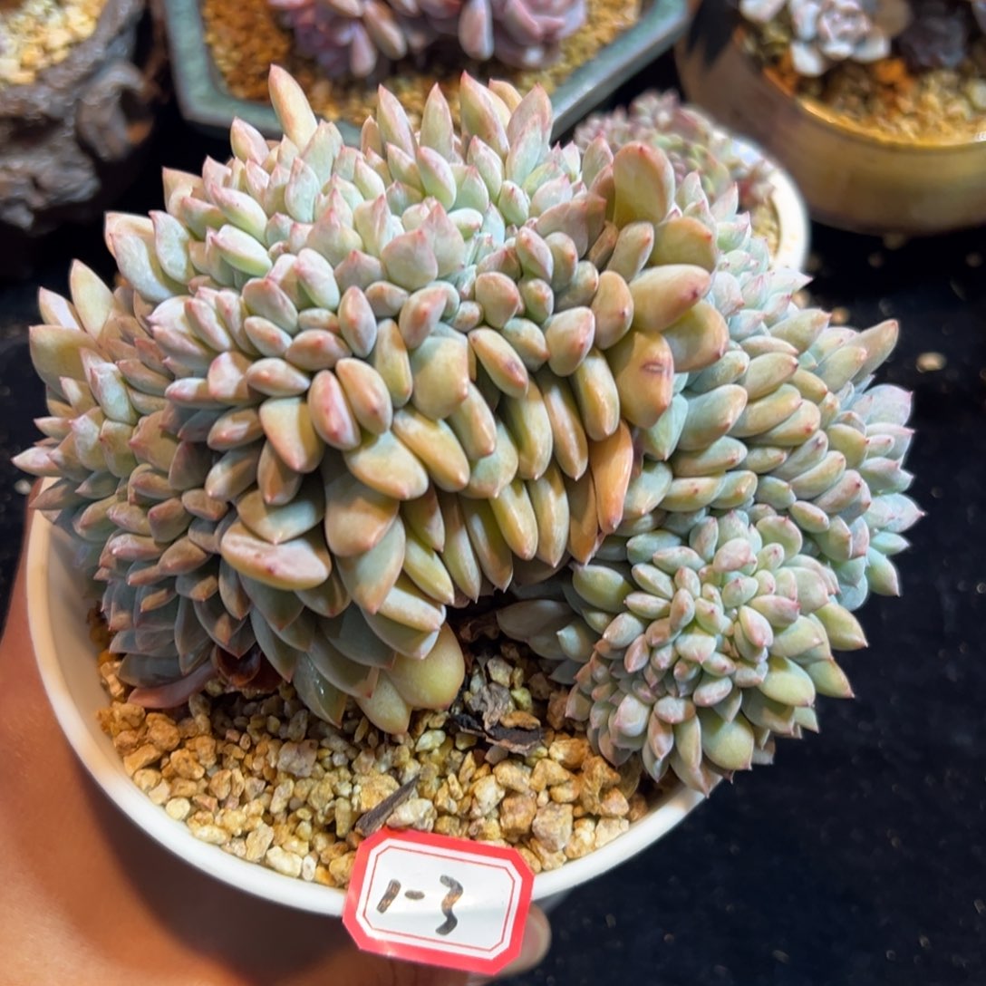 新年快乐 新年快乐