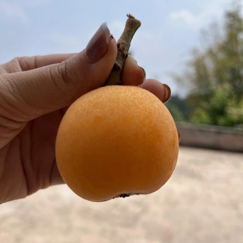 四川枇杷500克一盒顺丰包邮到家新鲜四川省