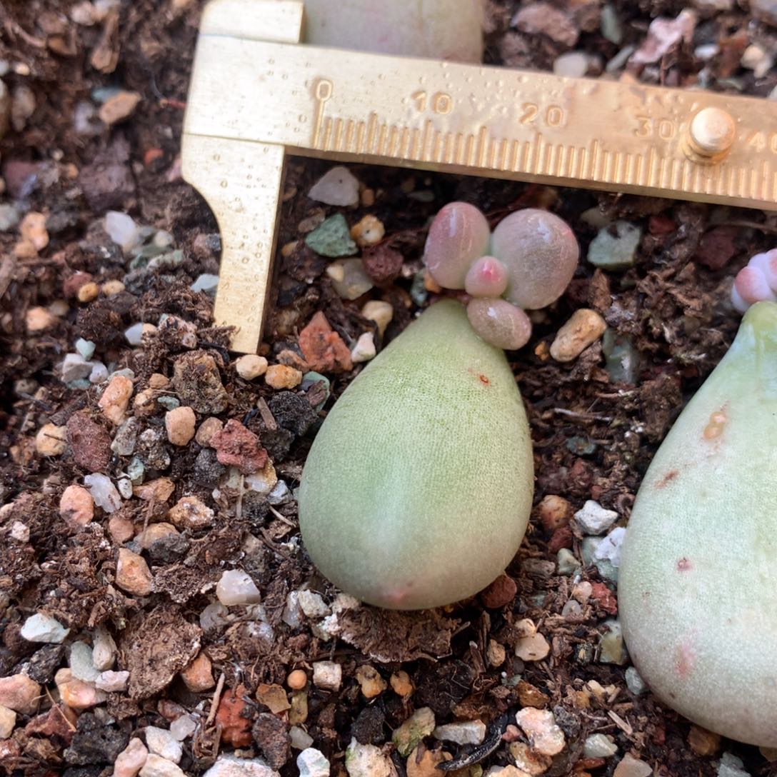 锦纹米可奶 不凑满28元发一片叶 不售后 到付