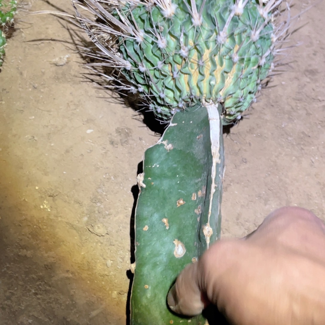雨***～振武玉 嫁接 无根