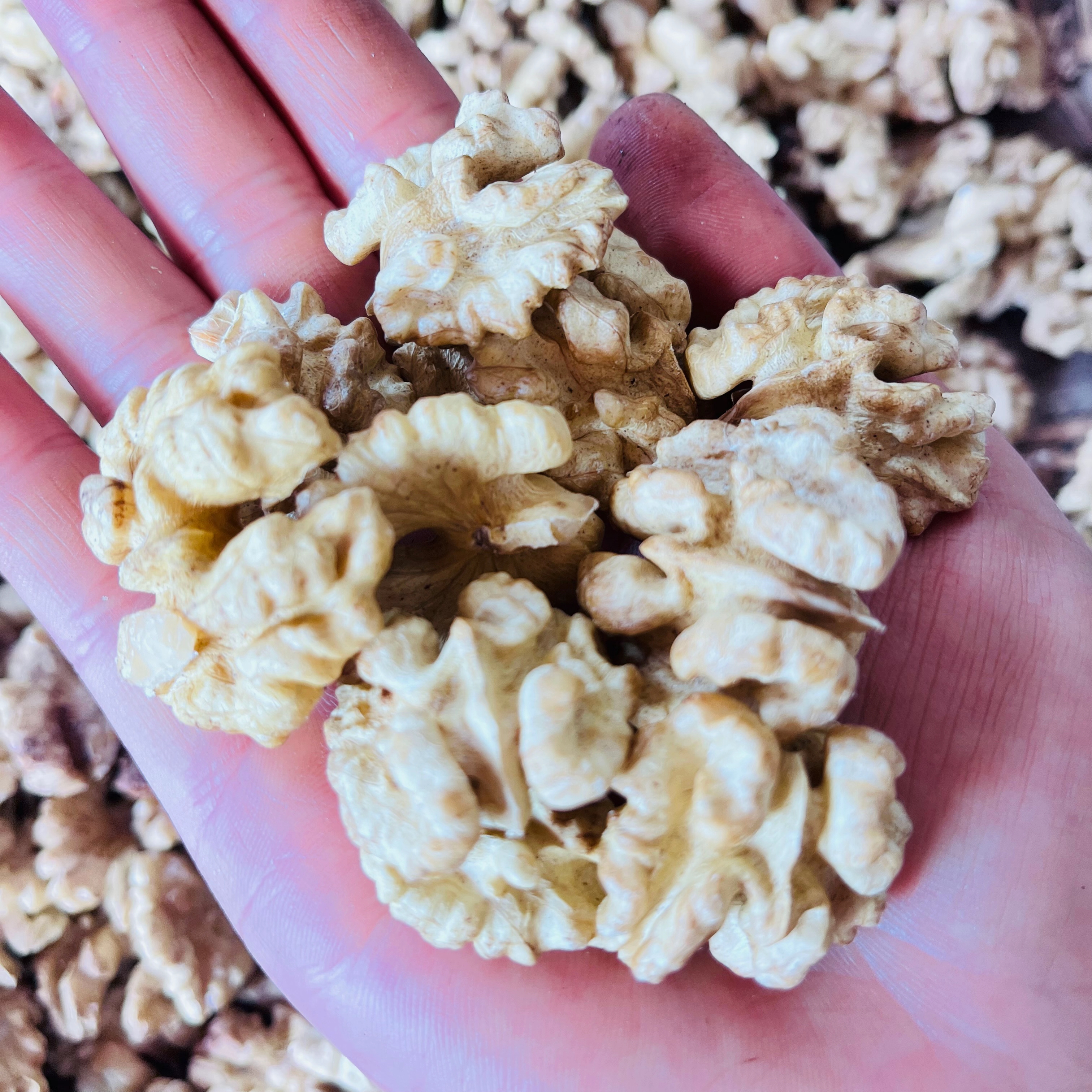 云南老树核桃仁新货原味无漂白营养孕妇零食坚果可直接食用