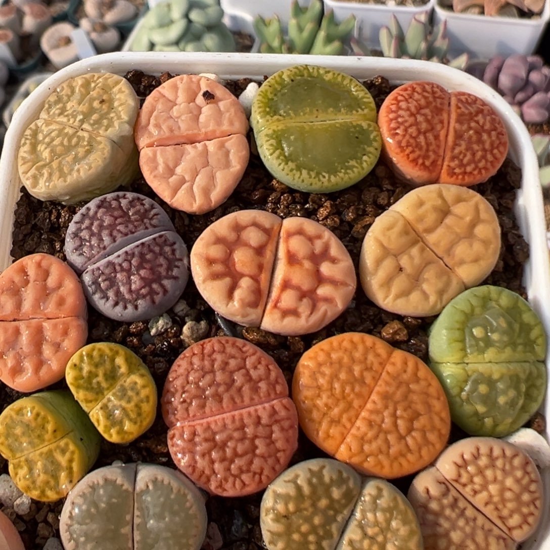 52多肉植物百科植物