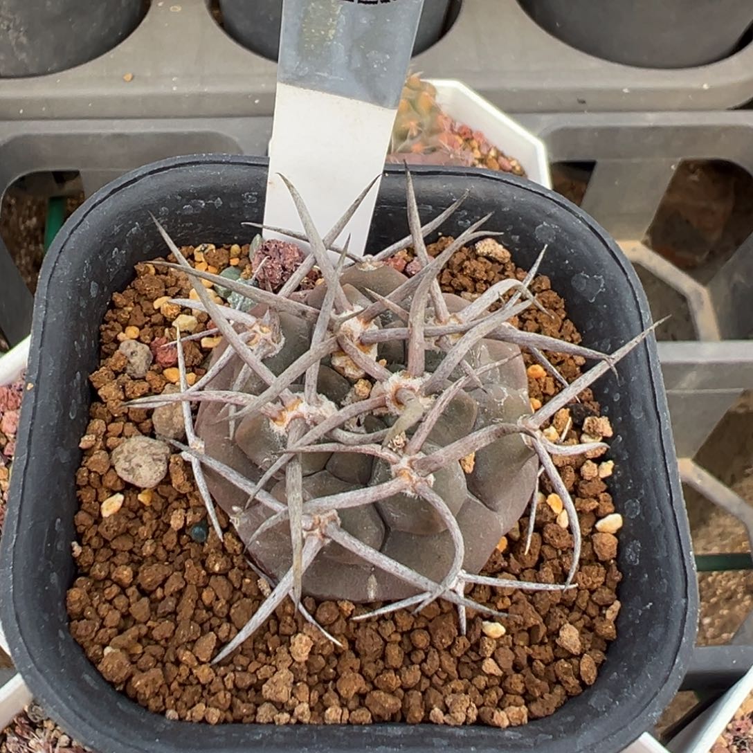 守金摩天龙实生根多肉植物050