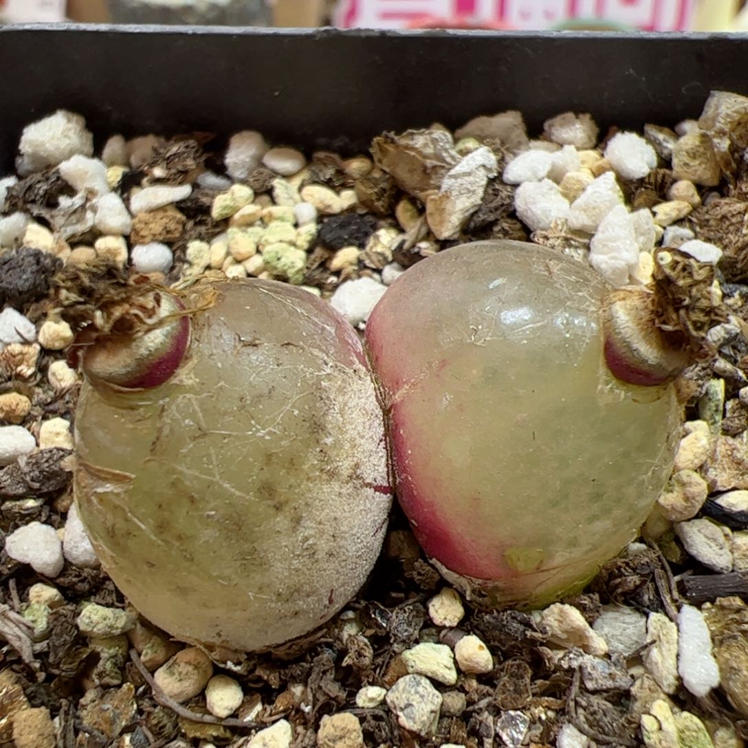 【闪购商品】332 双头灯泡