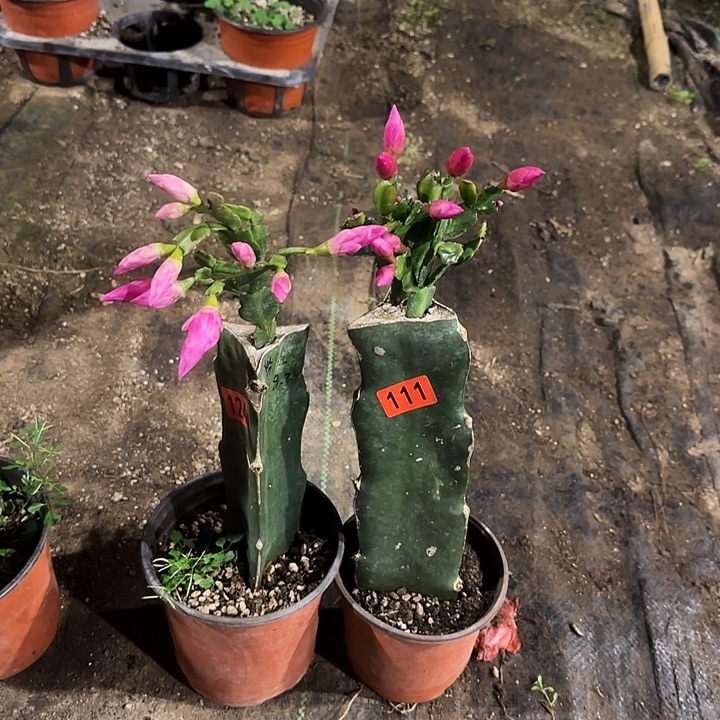 111+124嫁接蟹爪兰：海浪+红桑巴