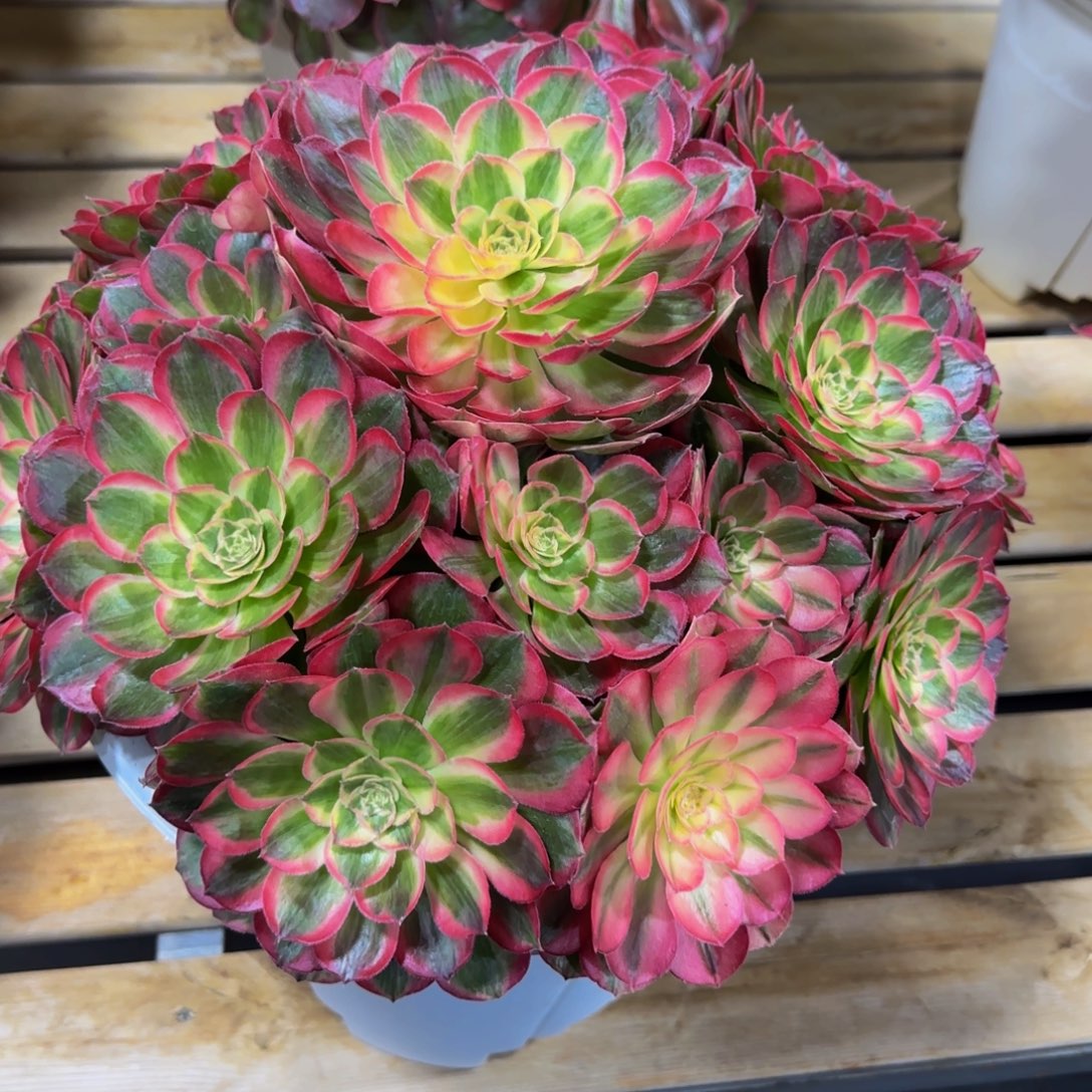 欢***喜玉芙蓉发货物流到付