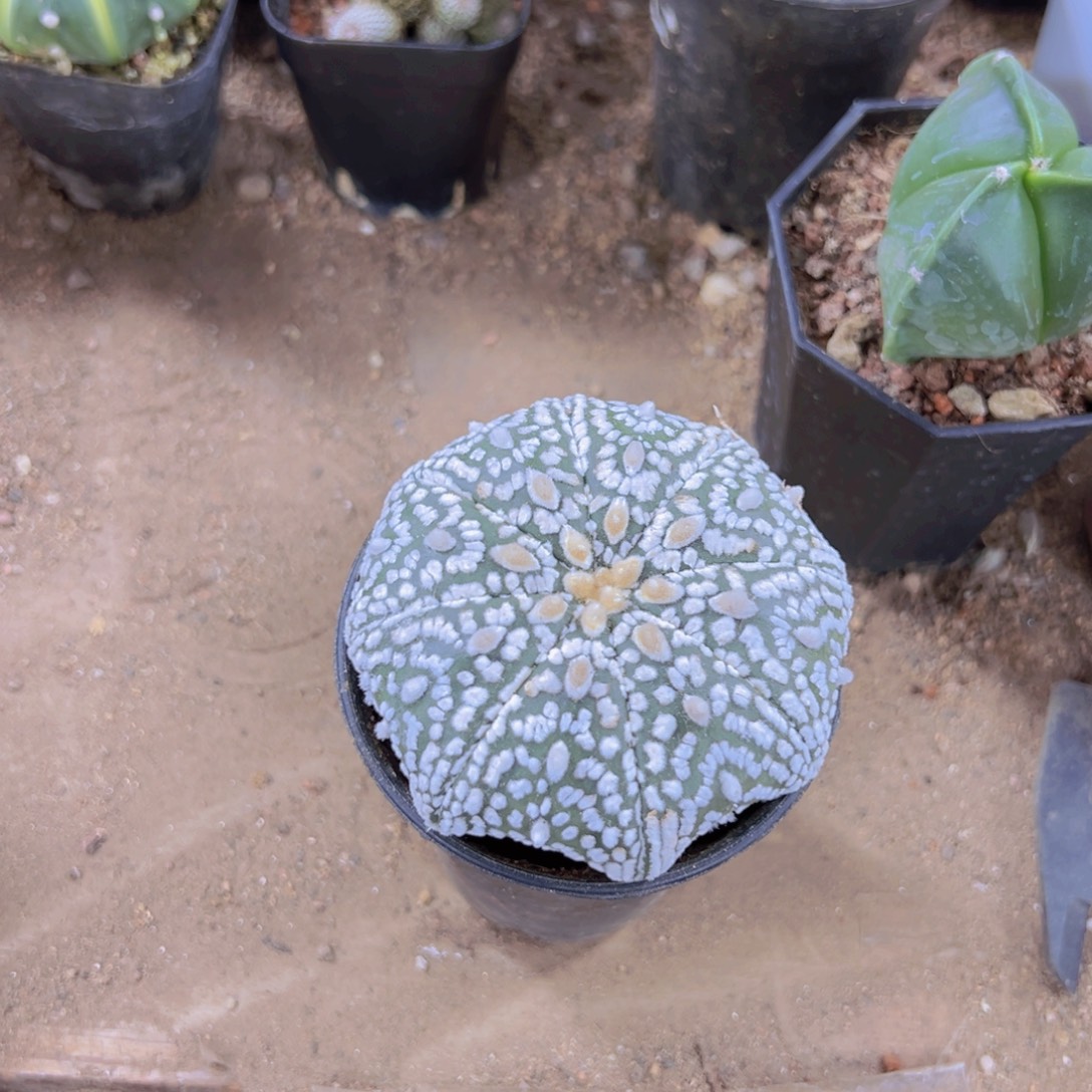 我是一言不合就发疯