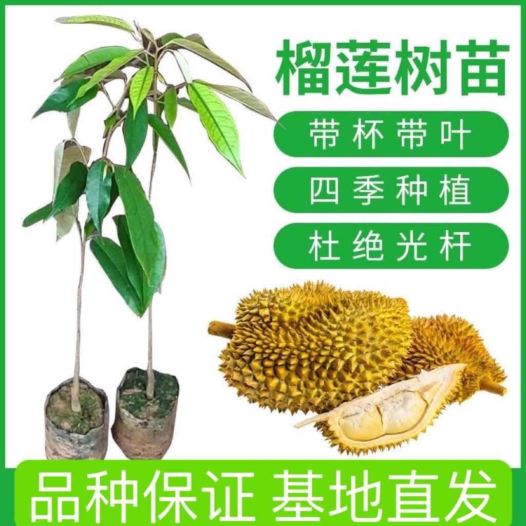 泰国金枕猫山王榴莲果树苗带土叶子四季盆栽地栽庭院南方种植