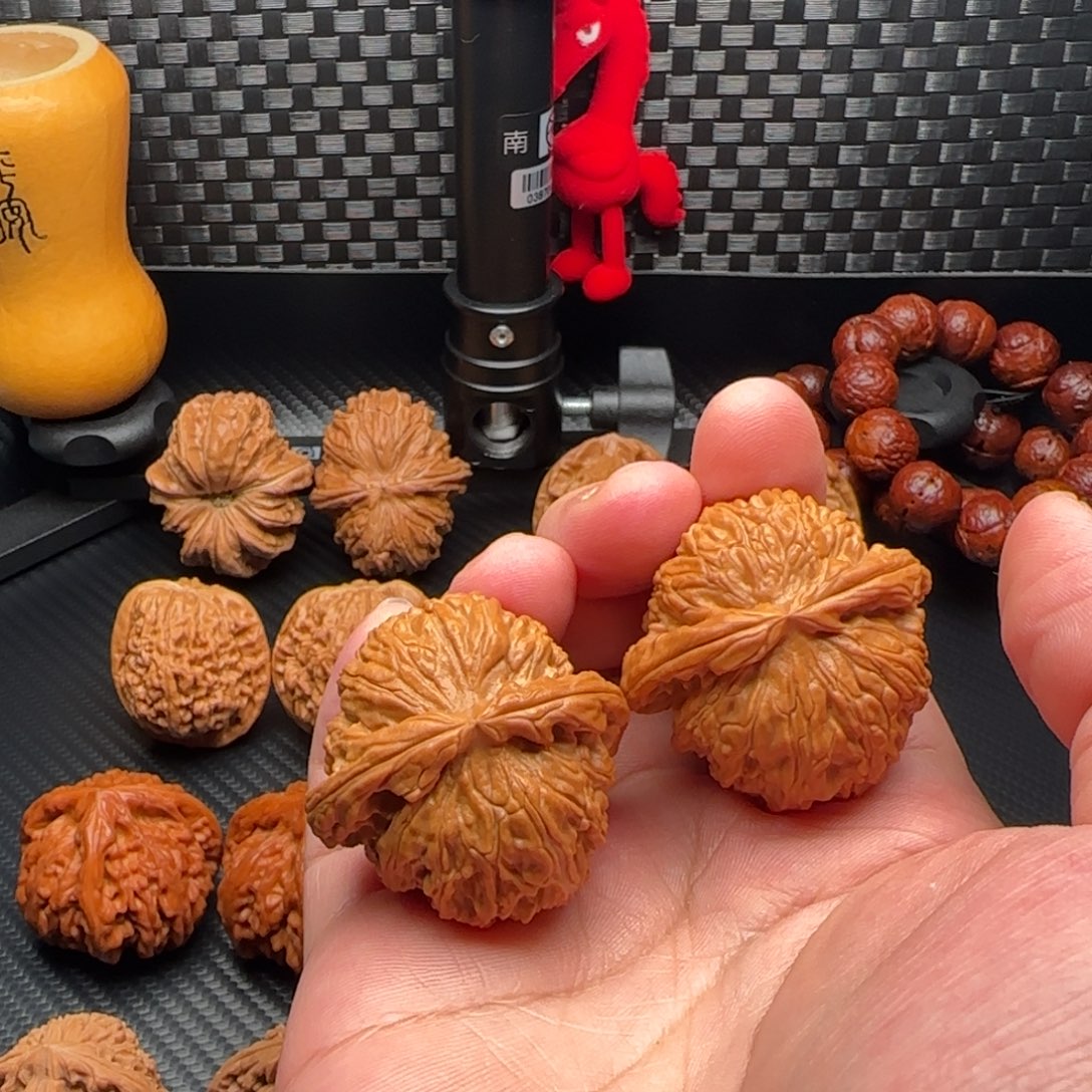 平***凡核桃白狮子核桃已打底