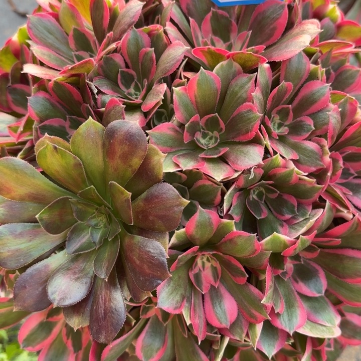 少女多肉法师不包损65