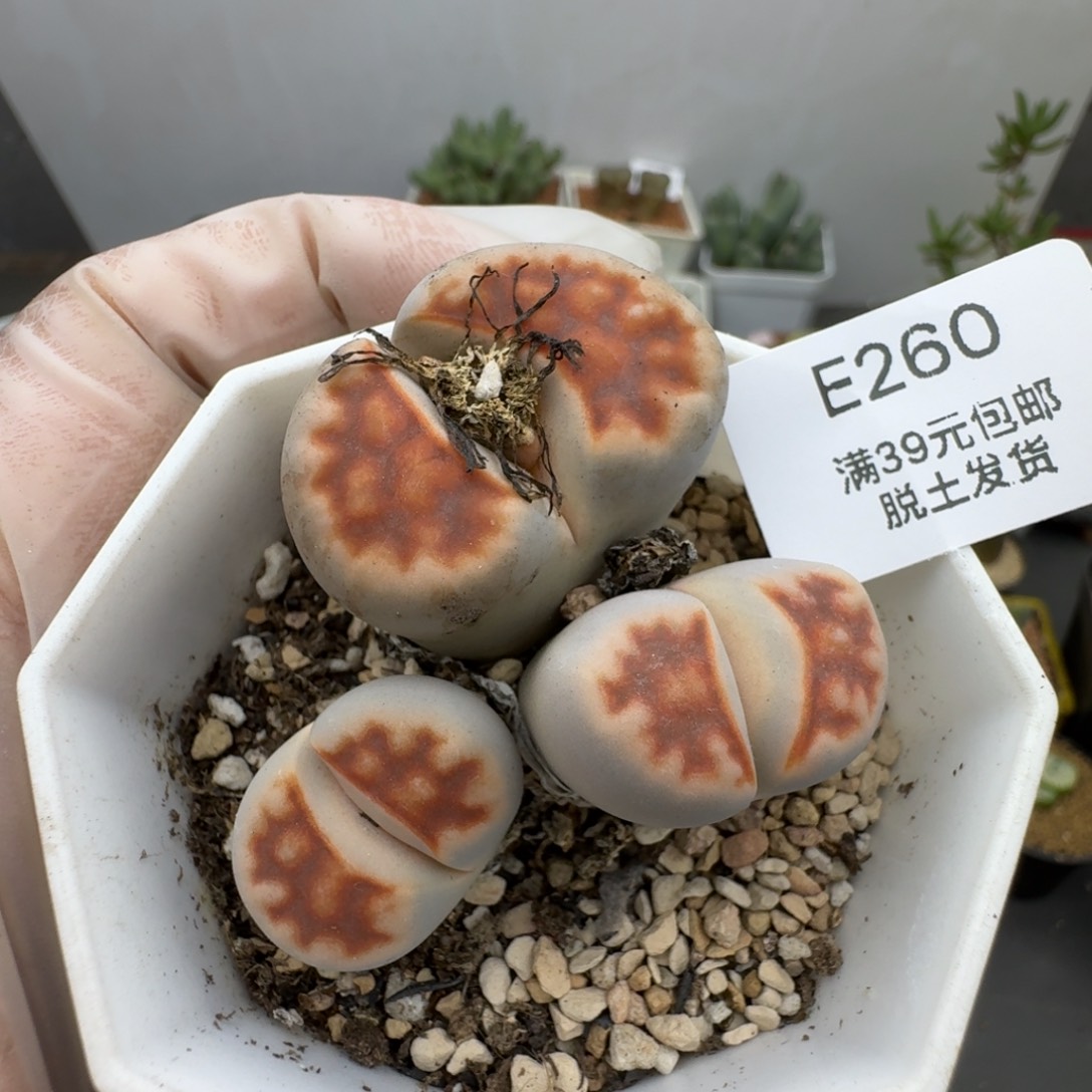 260多肉哈哈哈哈哈哈哈哈