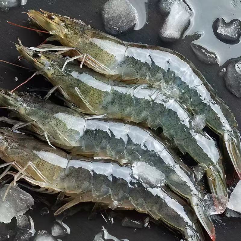 海捕大虾到手净重五斤 新鲜速冻锁鲜发货