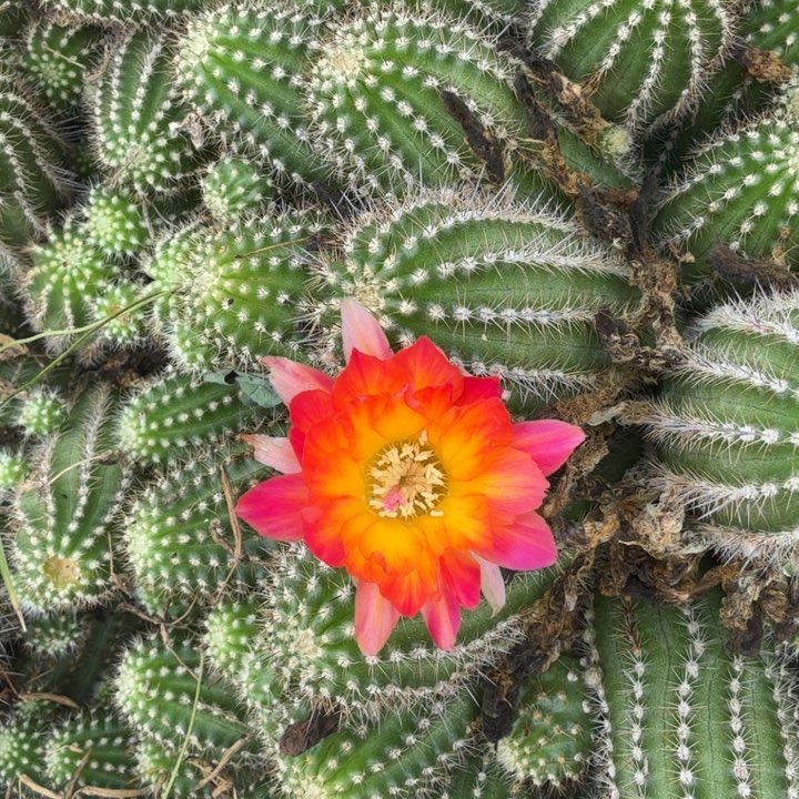 白檀仙人掌265侧芽一个