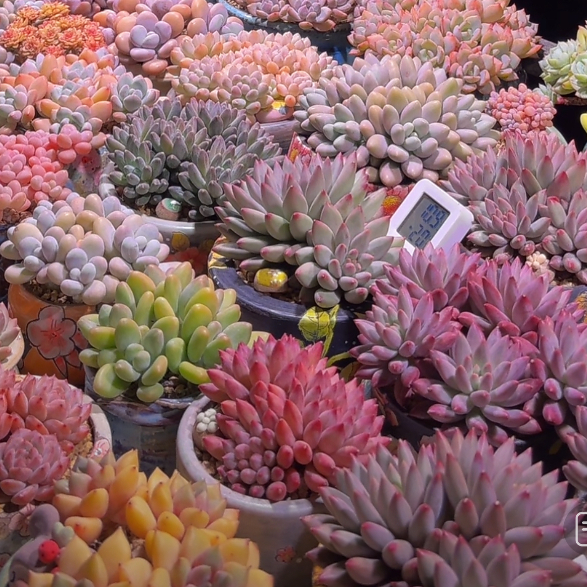 【密密优选】多肉植物室内外绿植盆栽。