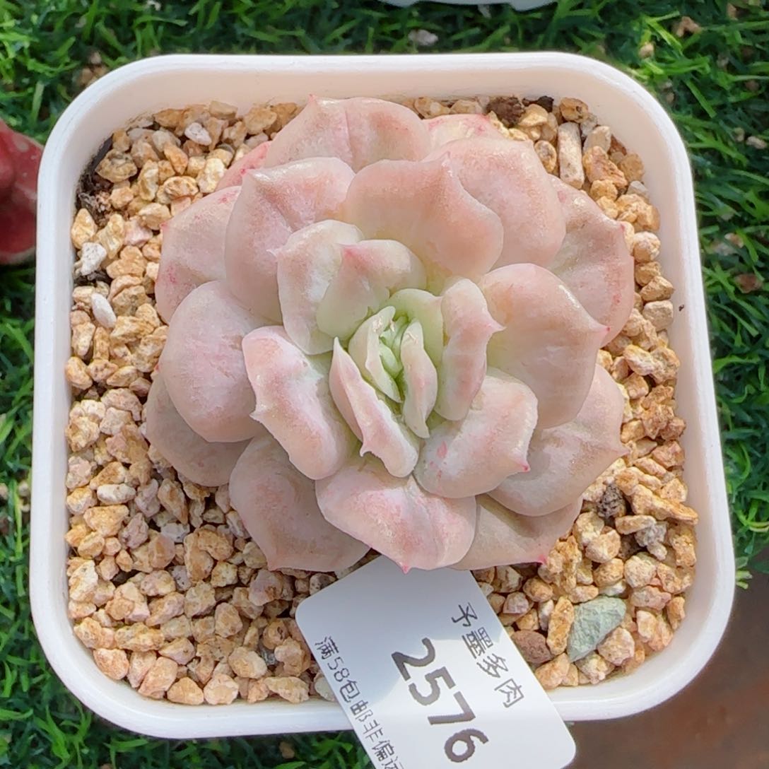 泡泡纱裙，2576多肉