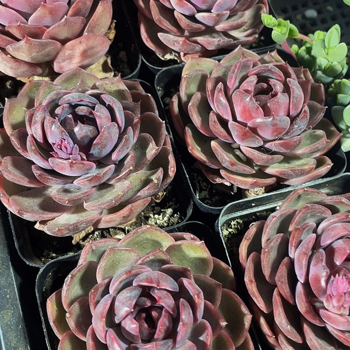 蓝莓9.9带盆土发