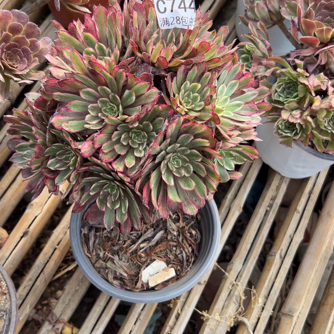 744多肉植物   紫霞      