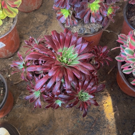 孔雀锦9.9多肉植物