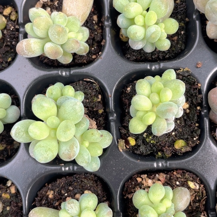 仙子奶随机发满18包邮