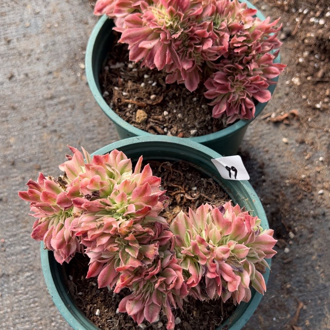 20包邮99告白缀一颗9.9