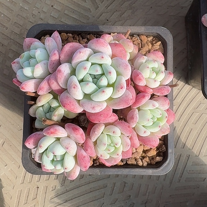 望舒自然群小包子