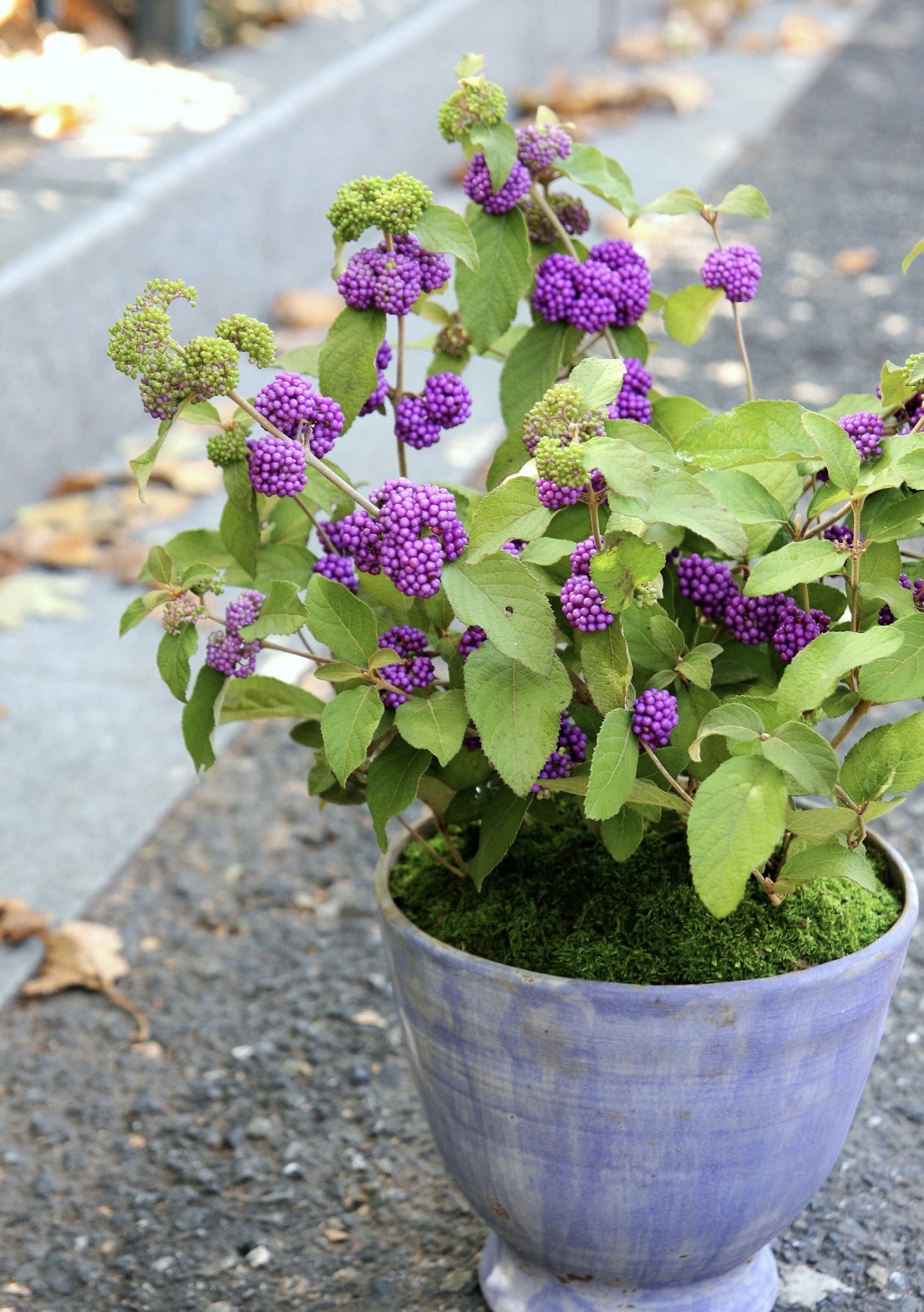 [紫气东来紫珠] 14cm盆 带果多年生耐寒阳台庭院观果植物盆栽