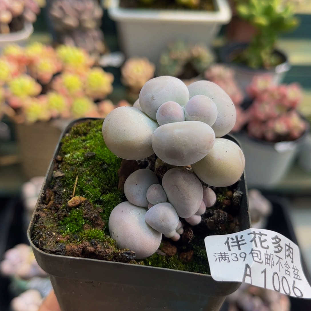 1006芭比奶酪3cm多肉