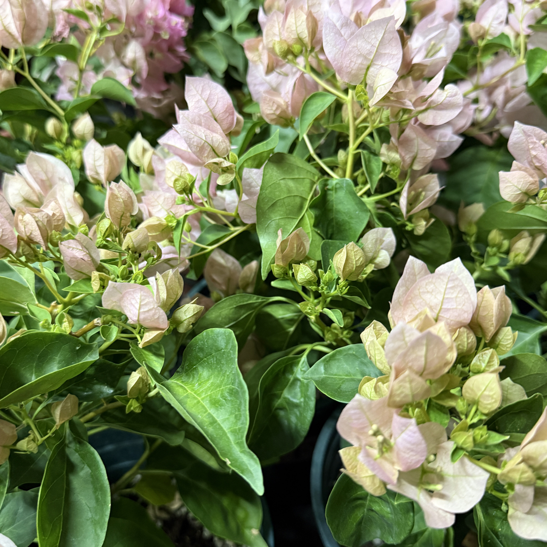 【新疆包邮】暗班中国丽人三角梅