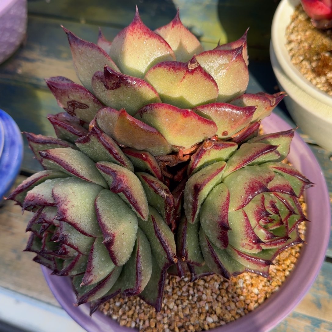 从前慢多肉精选编号1220.105