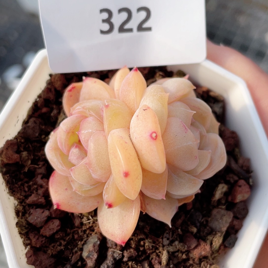 小***?322号糖心冰心珍妮