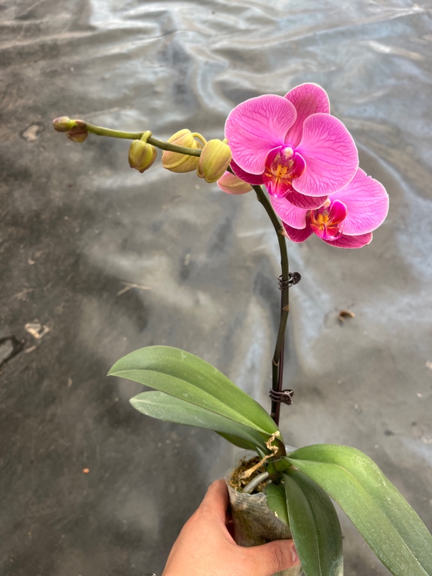 鲜花《石榴水晶》蝴蝶兰云南源头基地直发