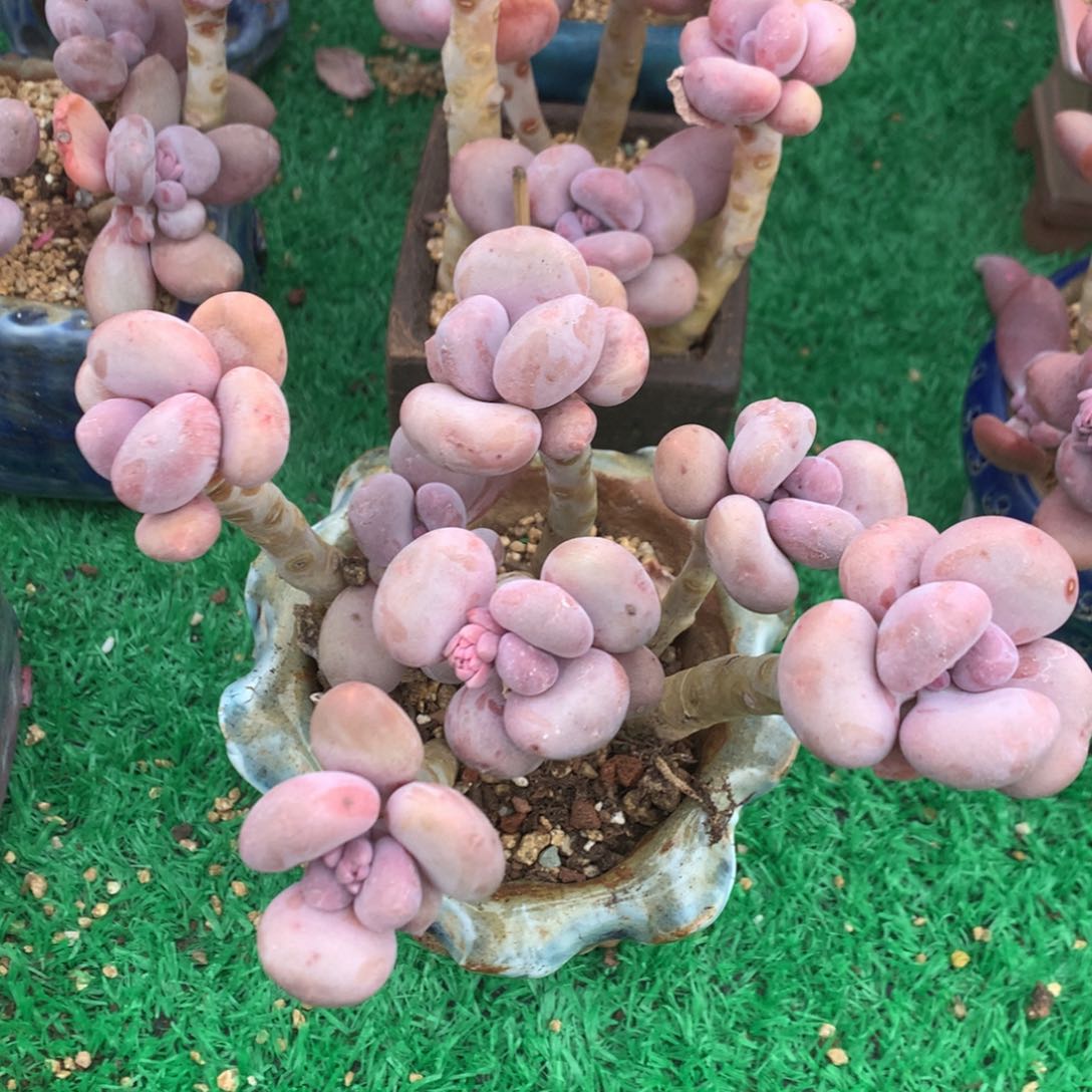 蛋黄奶无砍老桩208