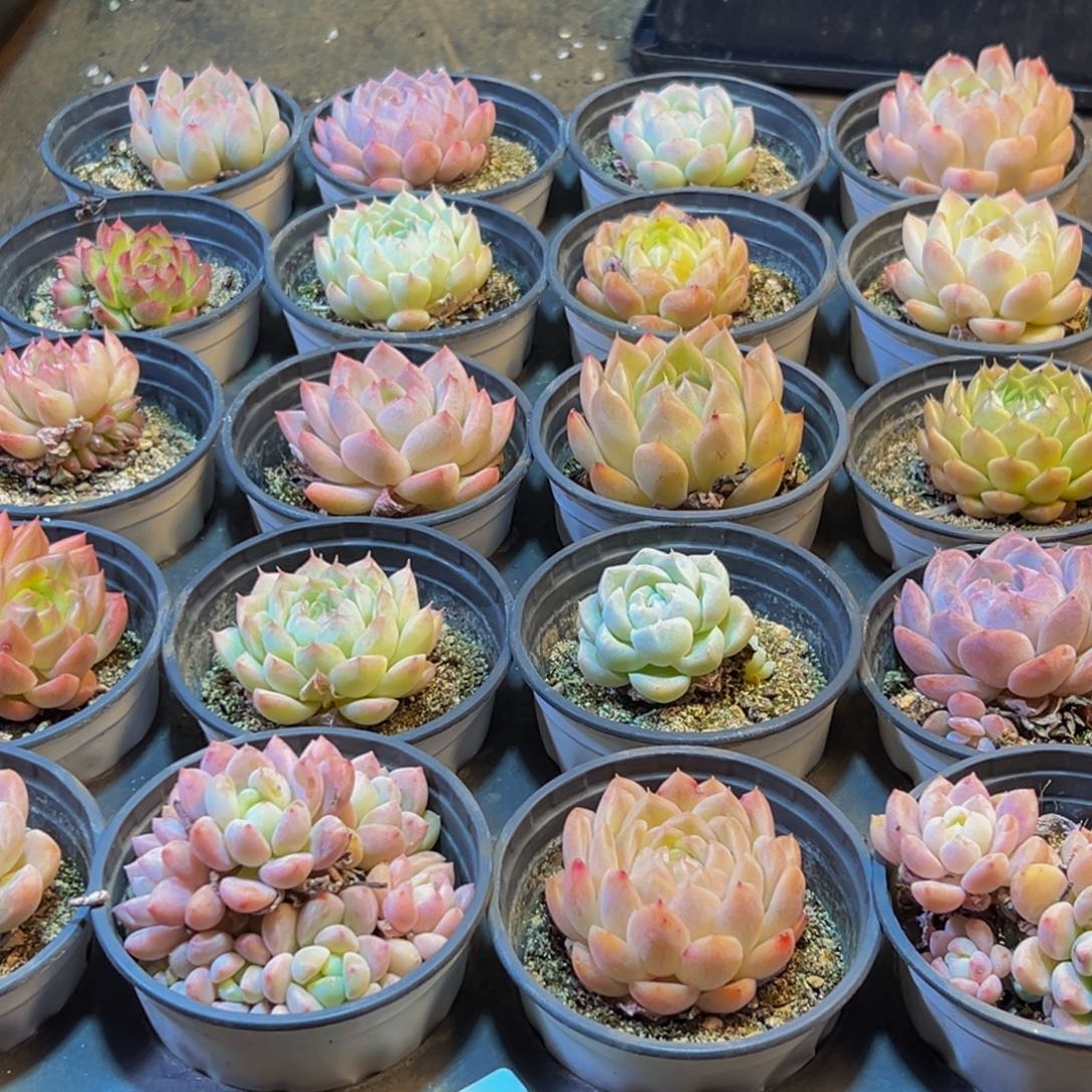 687多肉葡萄领导人物库资料