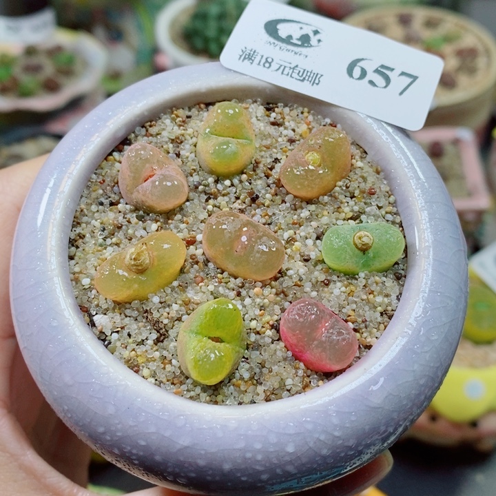 生石花花花花花花花657