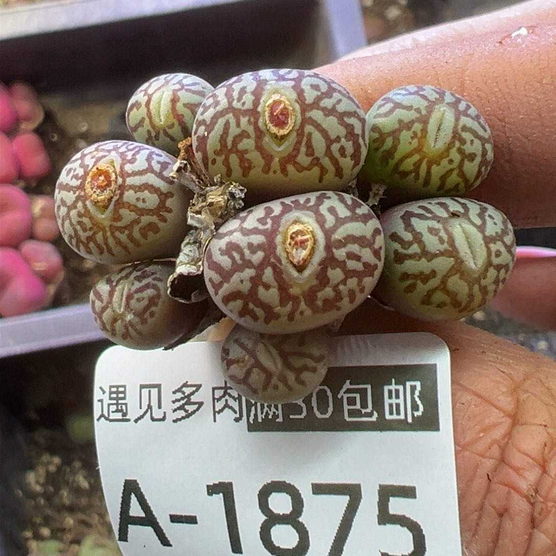 多肉植物11111111111111111