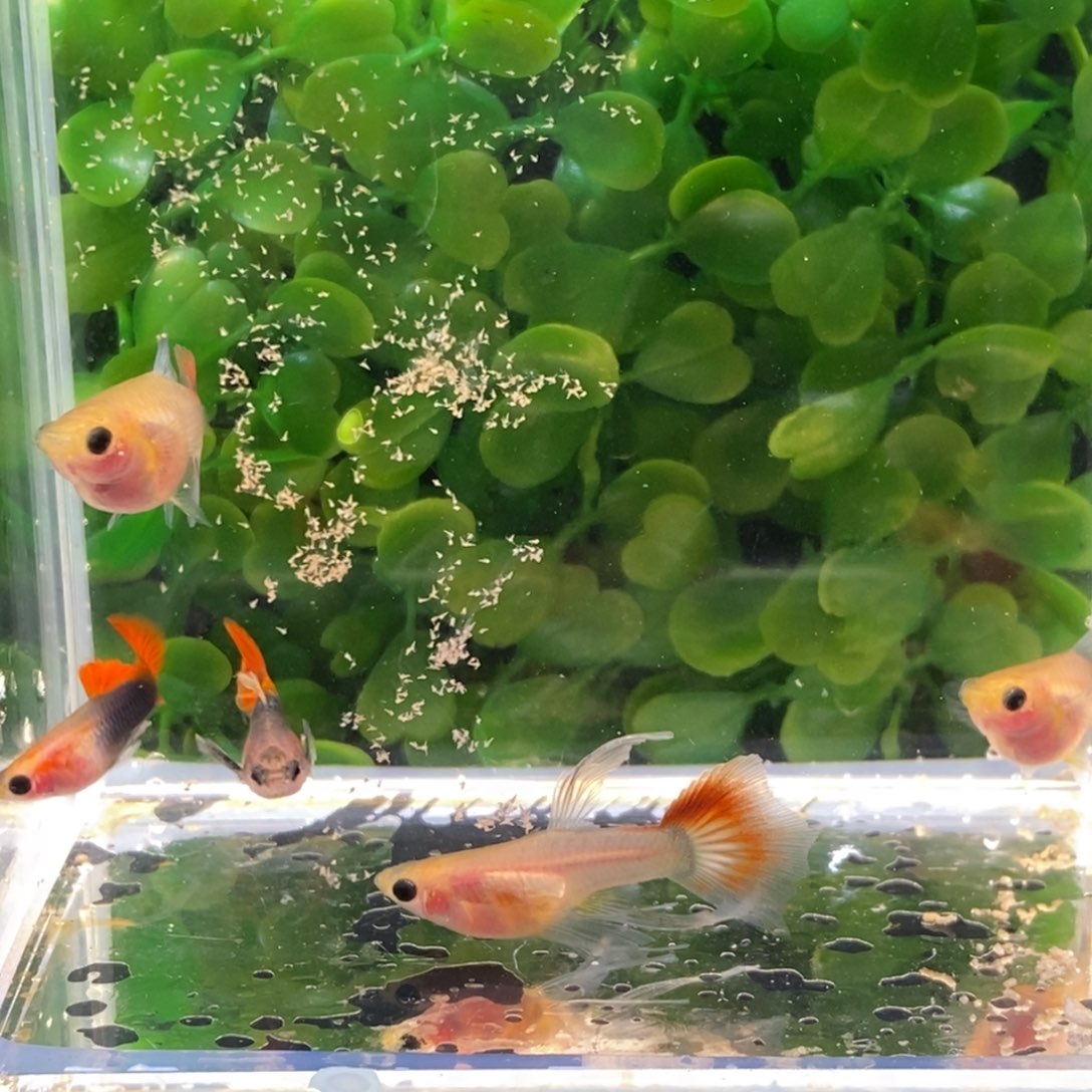 孔雀鱼红礼服大c一对三条普通体