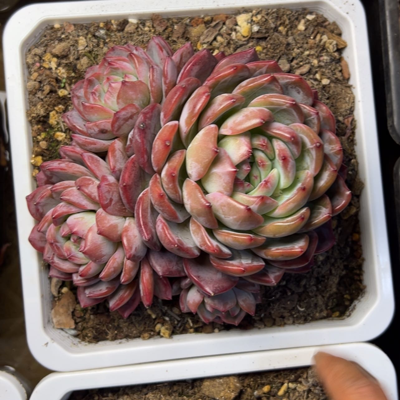 【闪购商品】红鸾多肉58