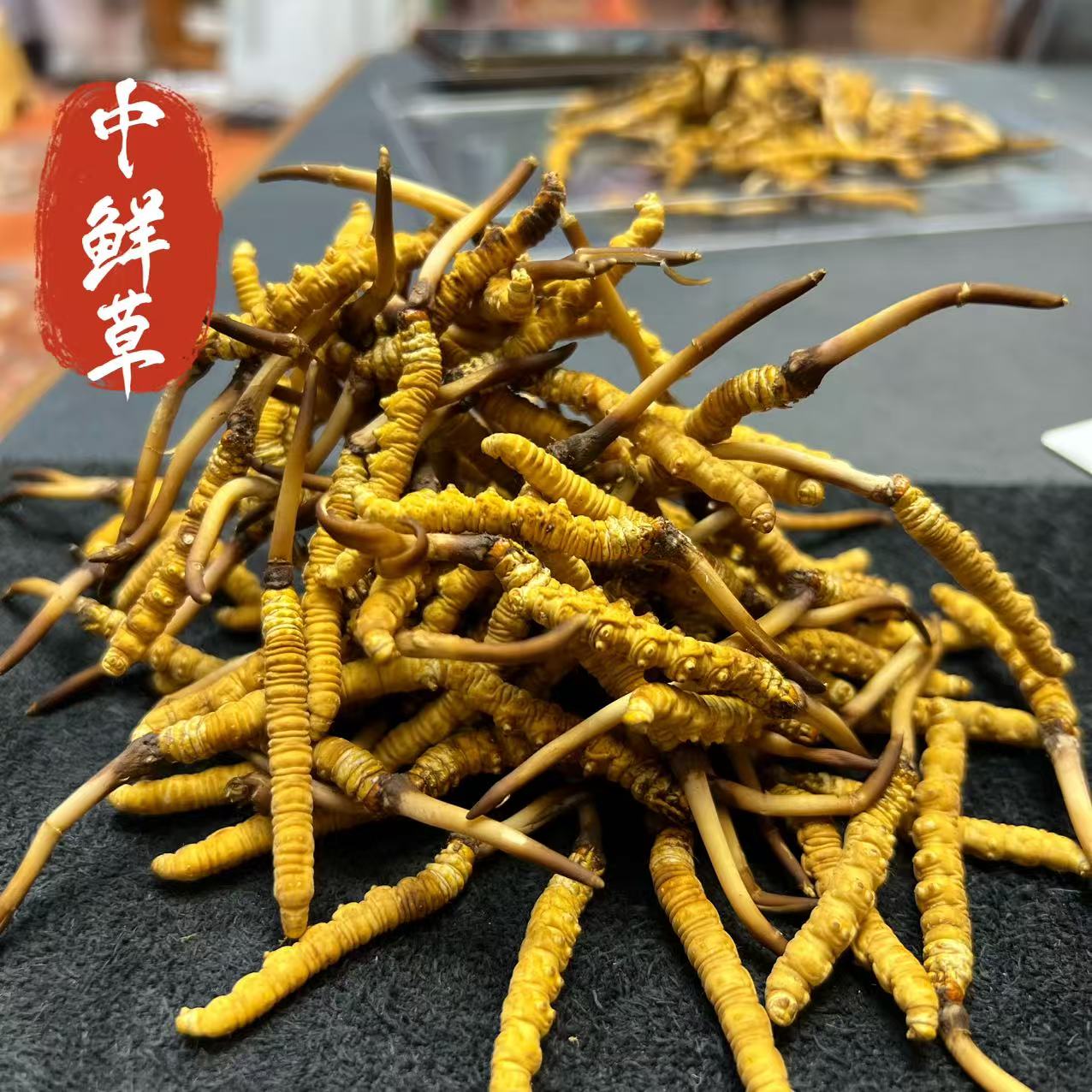 【西藏 那曲】2025 中 鲜草 高海拔当天采挖肉节饱满顺丰真空包邮