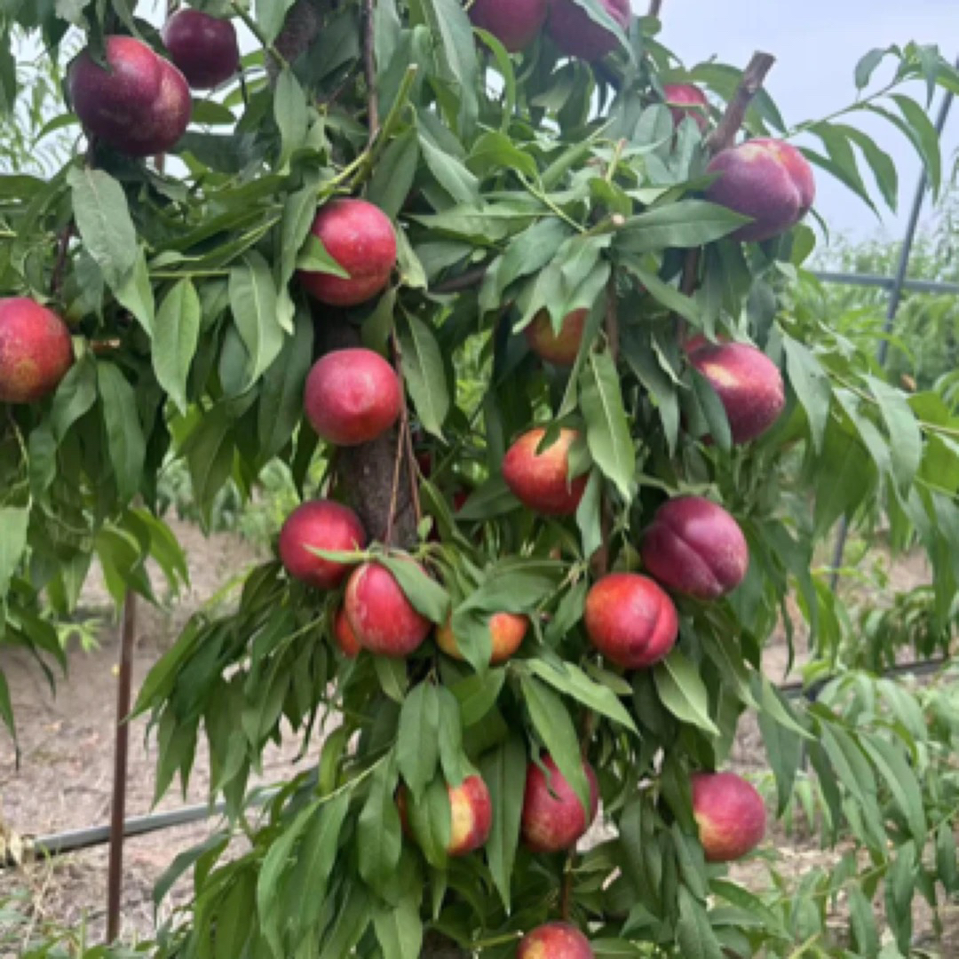 自由组合，新品种桃树苗