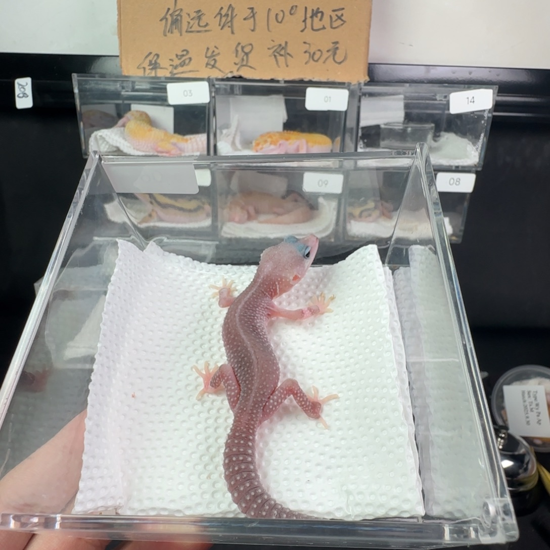 豹纹守宫午夜暴风雪妹妹