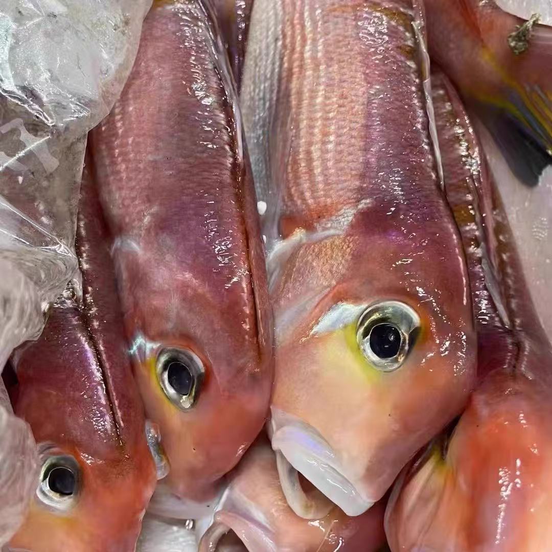 【包新鲜】野生深海海鲜马头鱼顺丰冷链发货