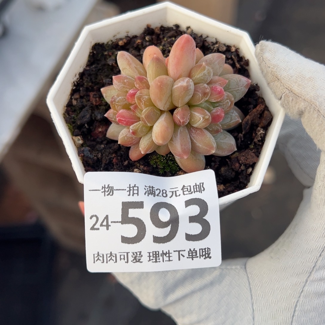 绿心美人多肉多肉多肉多肉