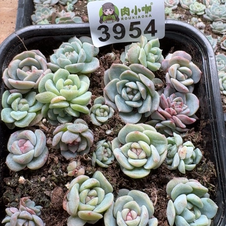 当前无花朵，栽培后可花朵多肉植物多肉植物