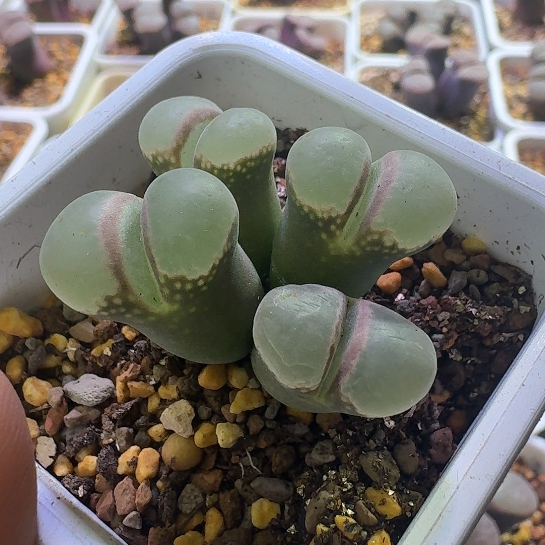 51号四头风铃一物一拍